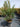 Pistacia Lentiscus Cesp 45 - Vivaio Garden Forest