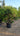 Pistacia Lentiscus Multitronco 70 1 4 Fusto Lt 130 - Vivaio Garden Forest