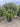 Pistacia Lentiscus Palla 60 Lt 90 - Vivaio Garden Forest