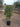 Pittosporum Tobira Cesp 40 - Vivaio Garden Forest