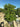 Pittosporum Tobira Cesp 60 Lt 70 - Vivaio Garden Forest