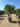 Pittosporum Tobira Multitronco 70 E Q - Vivaio Garden Forest