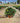 Pittosporum Tobira Nano (Pitosforo Nano) Vaso 24 - Vivaio Garden Forest (48048333)