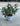 Pittosporum Tobira Nanum Cesp 17 - Vivaio Garden Forest