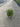 Pittosporum Tobira Nanum Variegatum Cesp 17 - Vivaio Garden Forest
