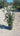 Quercus Ilex Cesp 24 Lt 6 5 - Vivaio Garden Forest