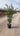 Quercus Ilex Cesp 30 Lt 15 - Vivaio Garden Forest