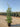 Quercus Ilex Cesp 40 Lt 25 - Vivaio Garden Forest