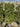 Quercus Ilex Spall 40 L 75 H 160 - Vivaio Garden Forest