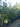 Quercus Pubescens Multitronco 40 - Vivaio Garden Forest