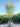 Quercus Suber Cesp 45 Due Tronchi - Vivaio Garden Forest