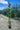 Rosa Ramp Vaso 24 H 210 Pierre De Ronsard - Vivaio Garden Forest