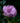 Rosa Rugosa Vaso 24 - fioritura - Vivaio Garden Forest (48048373)