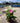 Rosa Rugosa Vaso 18 - Vivaio Garden Forest (48048372)