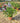Rosa Rugosa Vaso 24 - Vivaio Garden Forest (48048376)