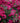 Rosa Sevillana Fucsia Vaso 18 - fioritura - Vivaio Garden Forest (48048381)