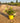 Rosa Sevillana Giallo Vaso 18 - Vivaio Garden Forest (48048383)