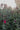 Salvia Roemeriana Rosa Vaso 18 - fioritura - Vivaio Garden Forest (48048401)