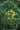 Cassia Floribunda (Senna) Con Canna Vaso 24 - frutti - Vivaio Garden Forest (48283768)