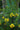 Cassia Floribunda (Senna) Con Canna Vaso 24 - portamento - Vivaio Garden Forest (48283766)