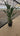 Strelitzia Reginae Vaso 45 - Vivaio Garden Forest