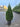 Thuja Occidentalis Smaragd Vaso 30 - Vivaio Garden Forest