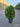 Thuja Orientalis Aurea Nana Vaso 24 - Vivaio Garden Forest