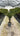 Trachycarpus Fortunei Vaso 35 H Tr 30 40 - Vivaio Garden Forest