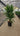 Yucca Elephantipes Multitronco 40 - Vivaio Garden Forest