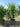 Yucca Elephantipes Multitronco 55 - Vivaio Garden Forest