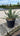 Yucca Gloriosa Variegata Vaso 30 - Vivaio Garden Forest