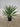 Yucca Gloriosa Vaso 24 - Vivaio Garden Forest