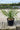 Yucca Gloriosa Vaso 30 - Vivaio Garden Forest