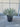 Yucca Rostrata Vaso 45 Lt 35 - Vivaio Garden Forest