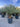 Yucca Rostrata Vaso 50 H Tr 20 30 - Vivaio Garden Forest
