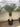 Yucca Rostrata Vaso 60 H Tr 70 80 - Vivaio Garden Forest