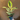 14454232